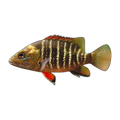 Mangrove Jack (Lutjanus argentimaculatus), side profile facing right