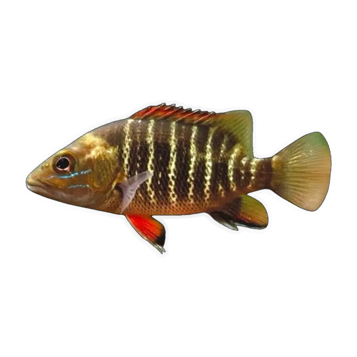 Mangrove Jack (Lutjanus argentimaculatus), side profile facing right