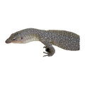 Mangrove Monitor | Varanus chlorostigma