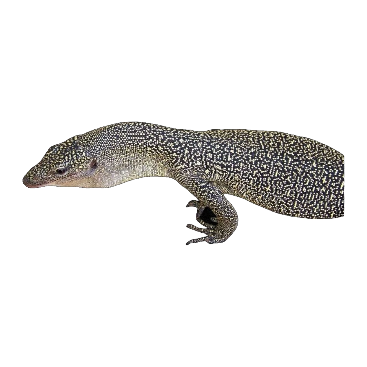 Mangrove Monitor | Varanus chlorostigma