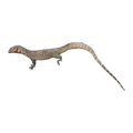 Mangrove monitor blue phase | Varanus chlorostigma