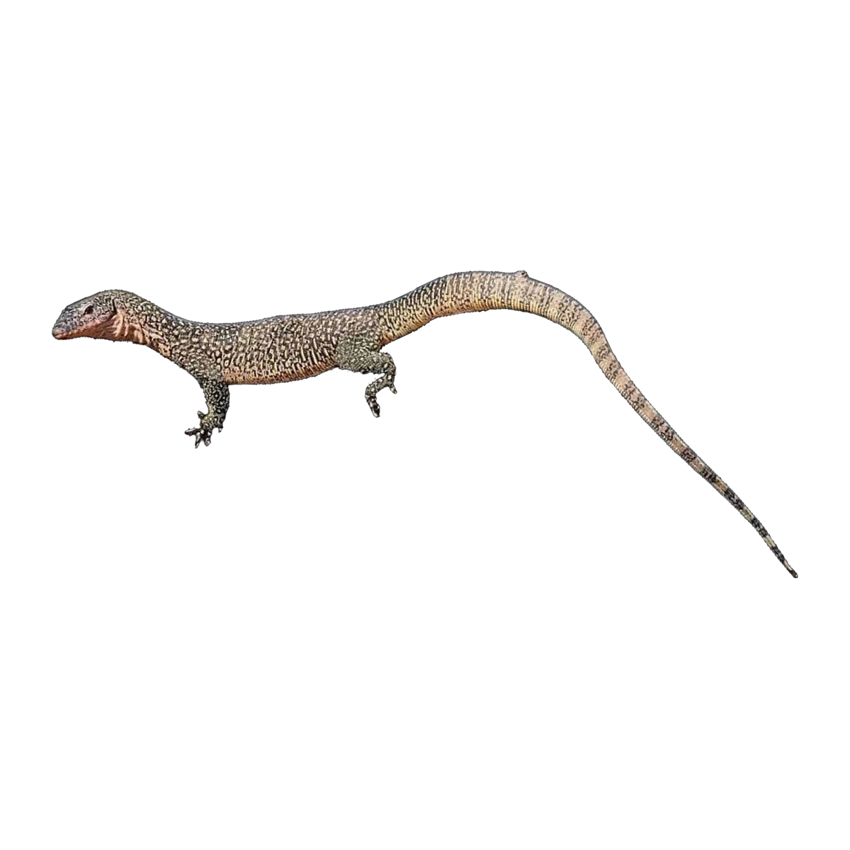 Mangrove monitor blue phase | Varanus chlorostigma