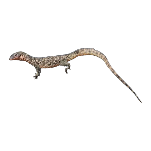 Mangrove monitor blue phase | Varanus chlorostigma