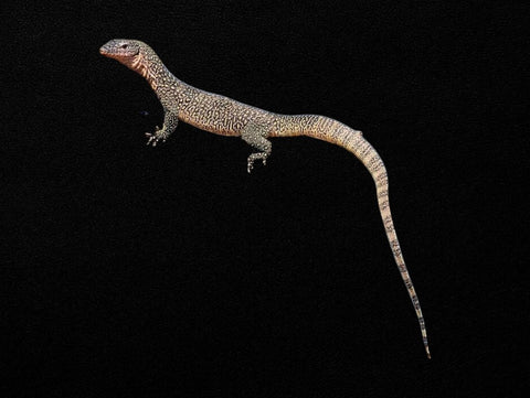 Mangrove monitor blue phase | Varanus chlorostigma