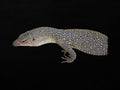 Mangrove Monitor | Varanus chlorostigma