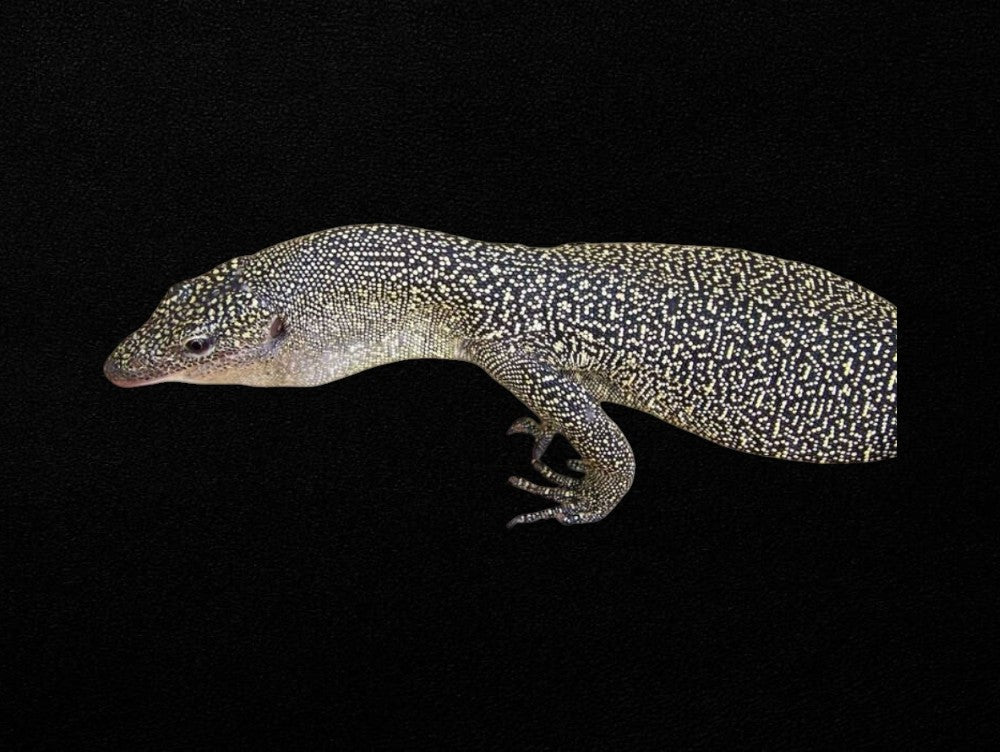 Mangrove Monitor | Varanus chlorostigma