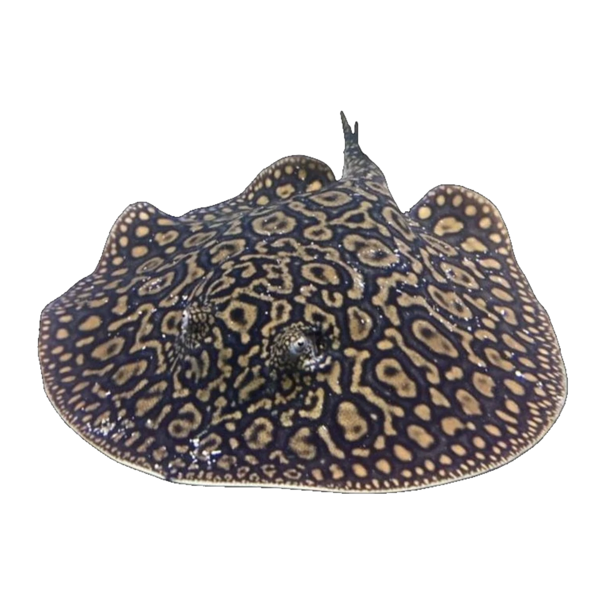 Mantilla Stingray Pair