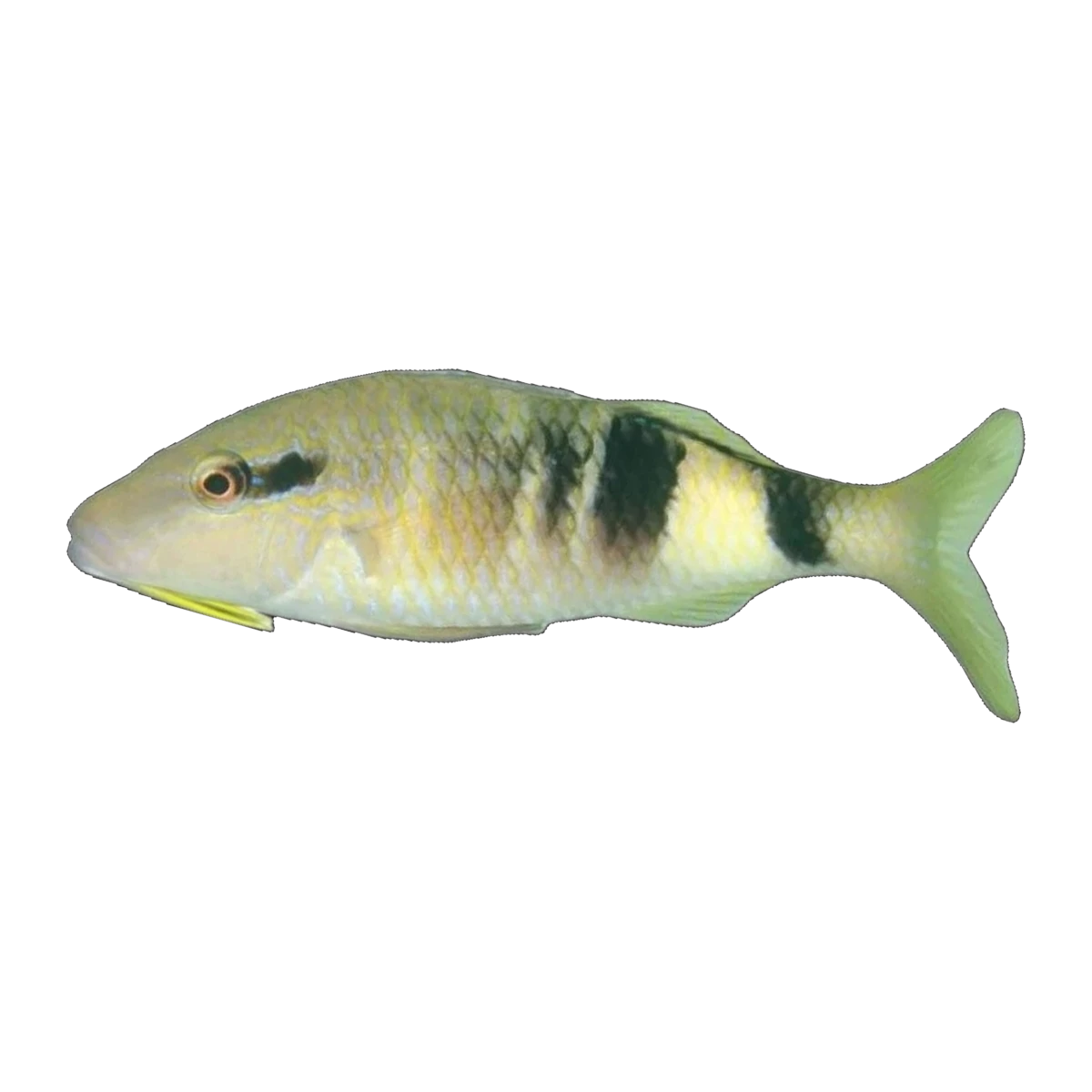 Manybar Goatfish | Parupeneus multifasciatus