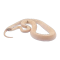 Marble Childrens 66% Het t+ | Antaresia childreni