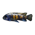 Marble Zebra Cichlid (Maylandia callainos), side profile facing right