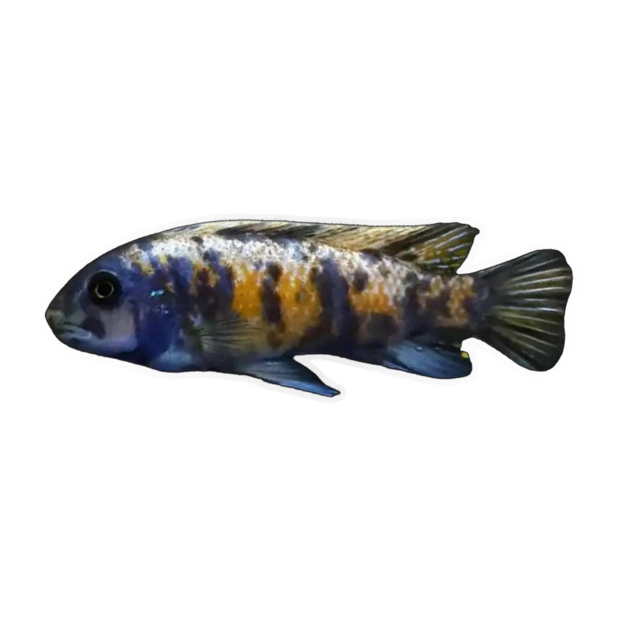 Marble Zebra Cichlid (Maylandia callainos), side profile facing right