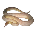 Marbled Childrens Python | Antaresia childreni