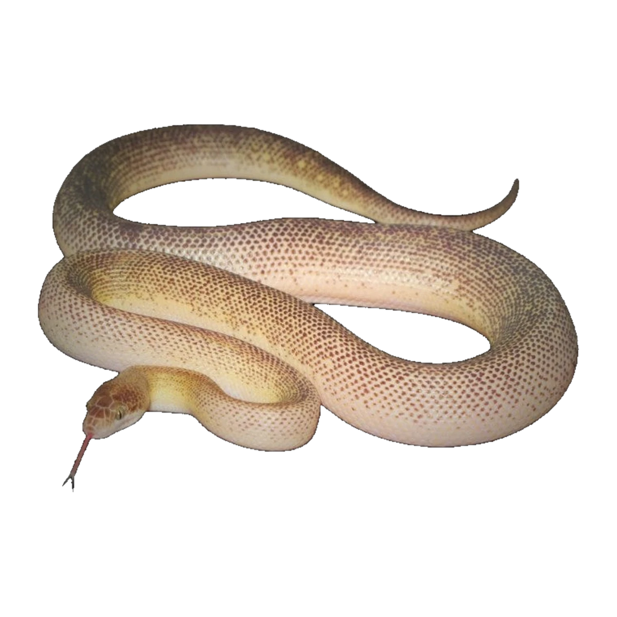 Marbled Childrens Python | Antaresia childreni