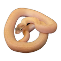Marbled Childrens Python hatchling | Antaresia childreni