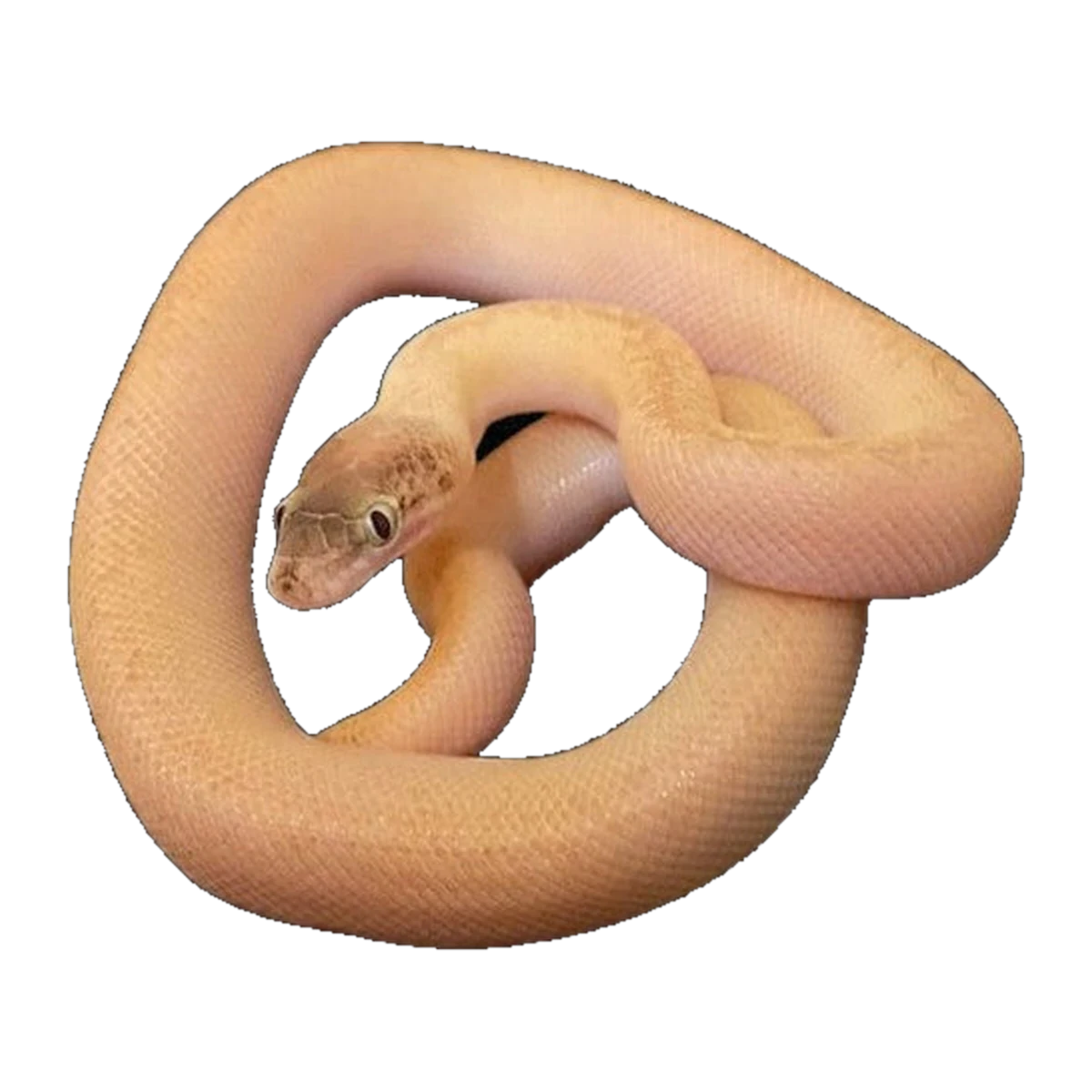 Marbled Childrens Python hatchling | Antaresia childreni