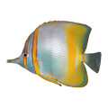 Marginal Butterfly Fish | Chelmon marginalis