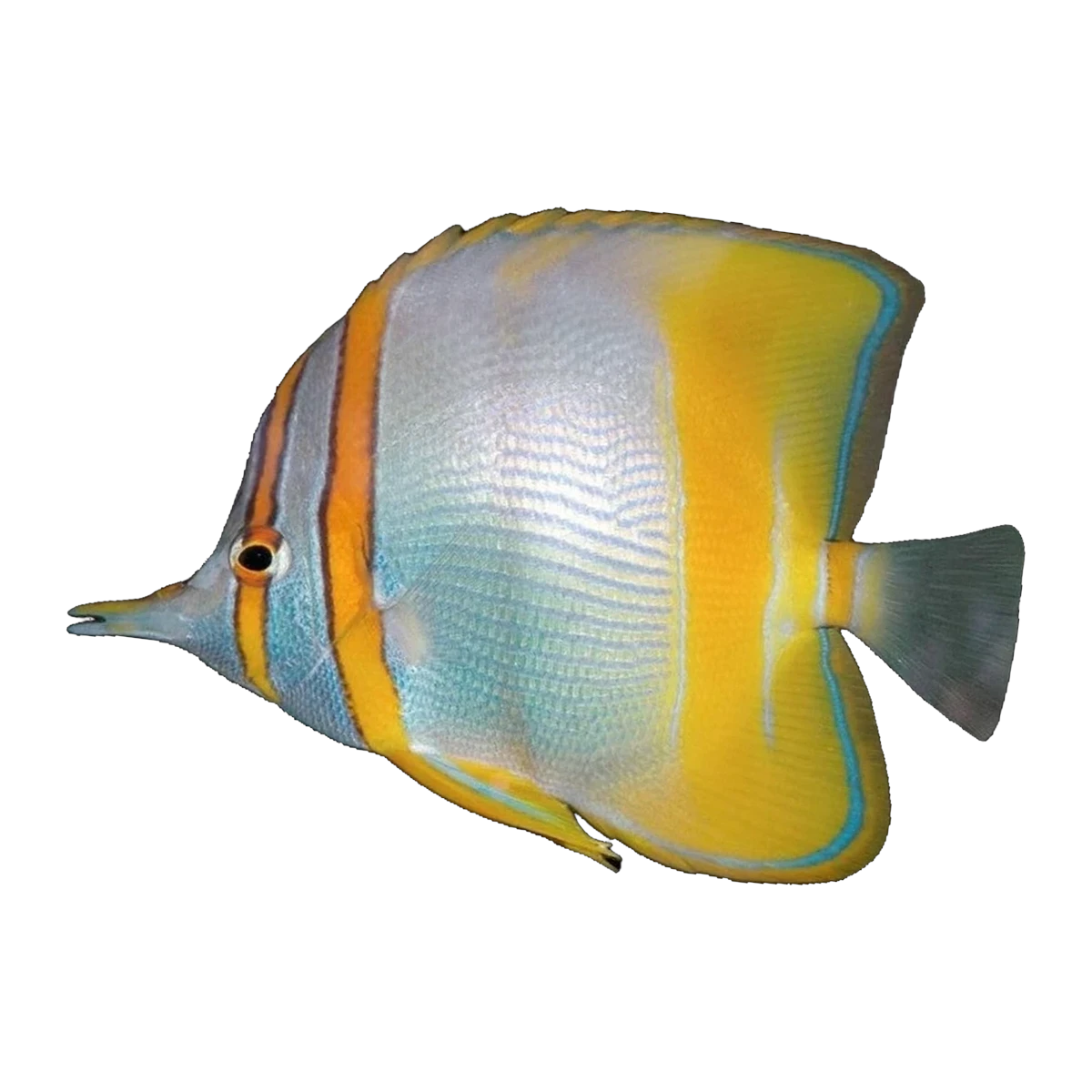 Marginal Butterfly Fish | Chelmon marginalis