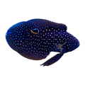 Marine Betta | Calloplesiops altivelis
