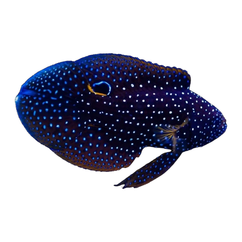 Marine Betta | Calloplesiops altivelis