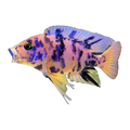 Marmalade OB Peacock (Aulonocara sp. 'OB'), side profile facing right