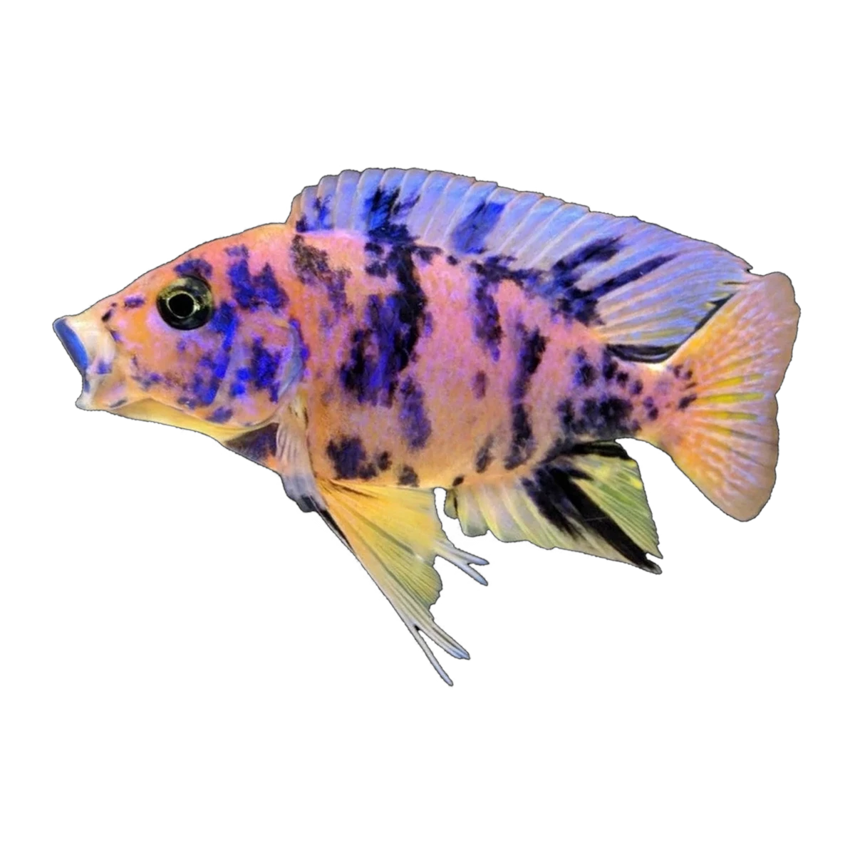 Marmalade OB Peacock (Aulonocara sp. 'OB'), side profile facing right