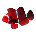 Maroon Clownfish Pair | Amphiprion biaculeatus