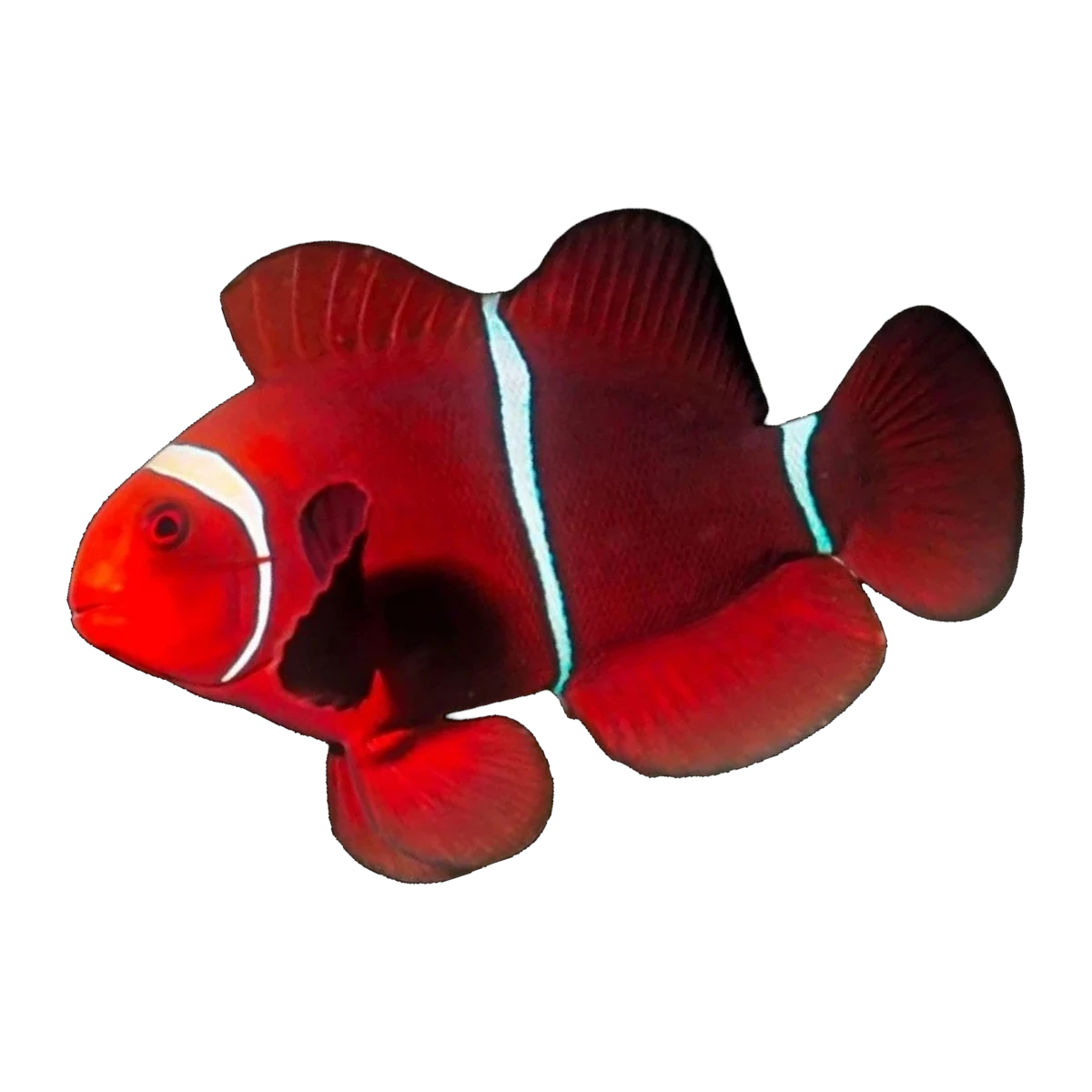 Maroon Clownfish Pair | Amphiprion biaculeatus