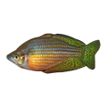 Mary River Checkered Rainbowfish