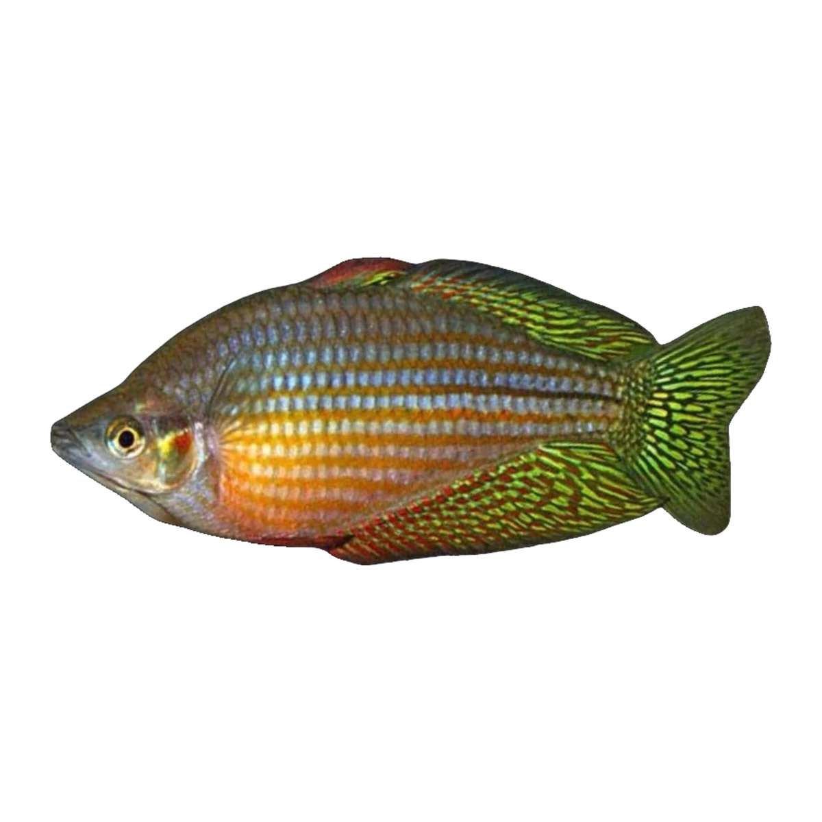 Mary River Checkered Rainbowfish