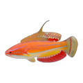 McCosker's Flasher Wrasse | Paracheilinus mccoskeri