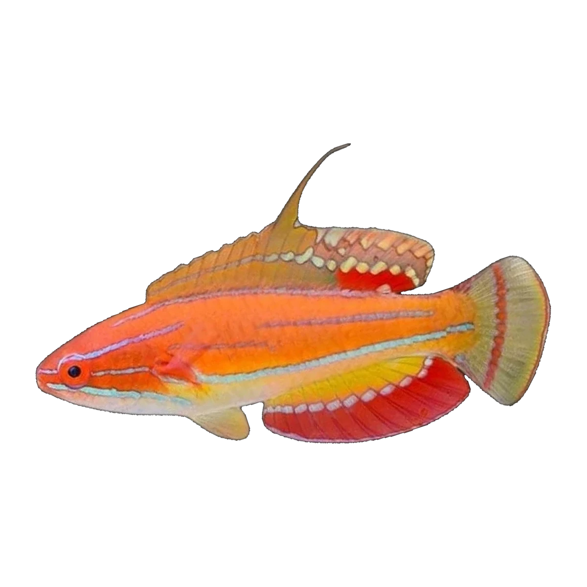 McCosker's Flasher Wrasse | Paracheilinus mccoskeri