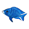 Mdoka Whitelip Cichlid (Placidochromis phenochilus 'Mdoka'), side profile facing right