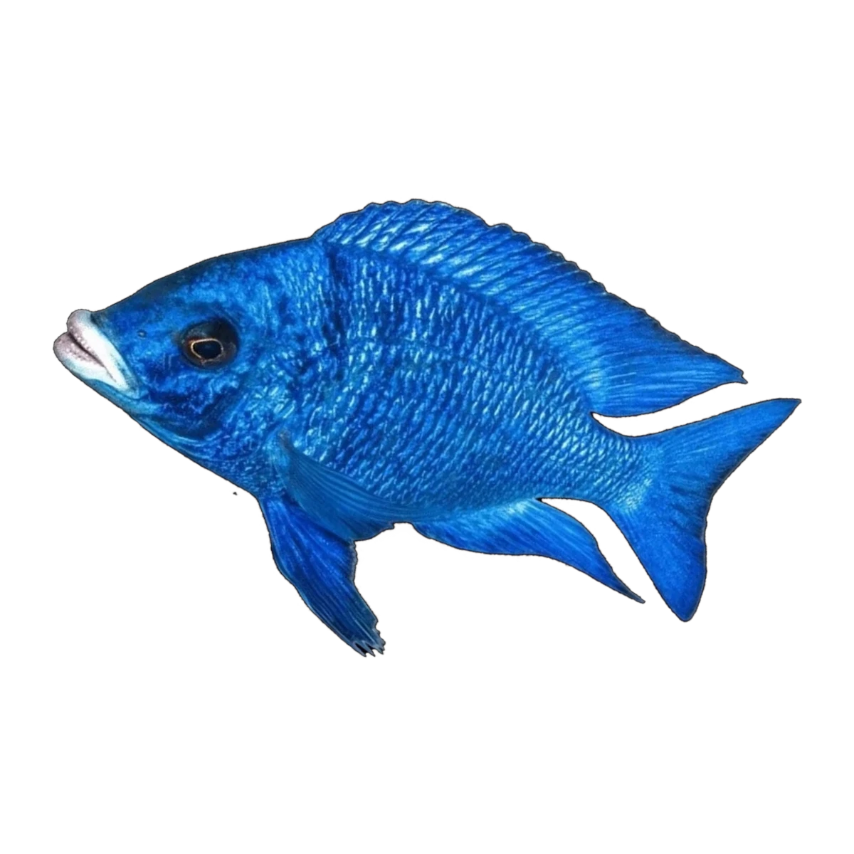 Mdoka Whitelip Cichlid (Placidochromis phenochilus 'Mdoka'), side profile facing right