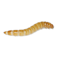 Live Mealworms 100g