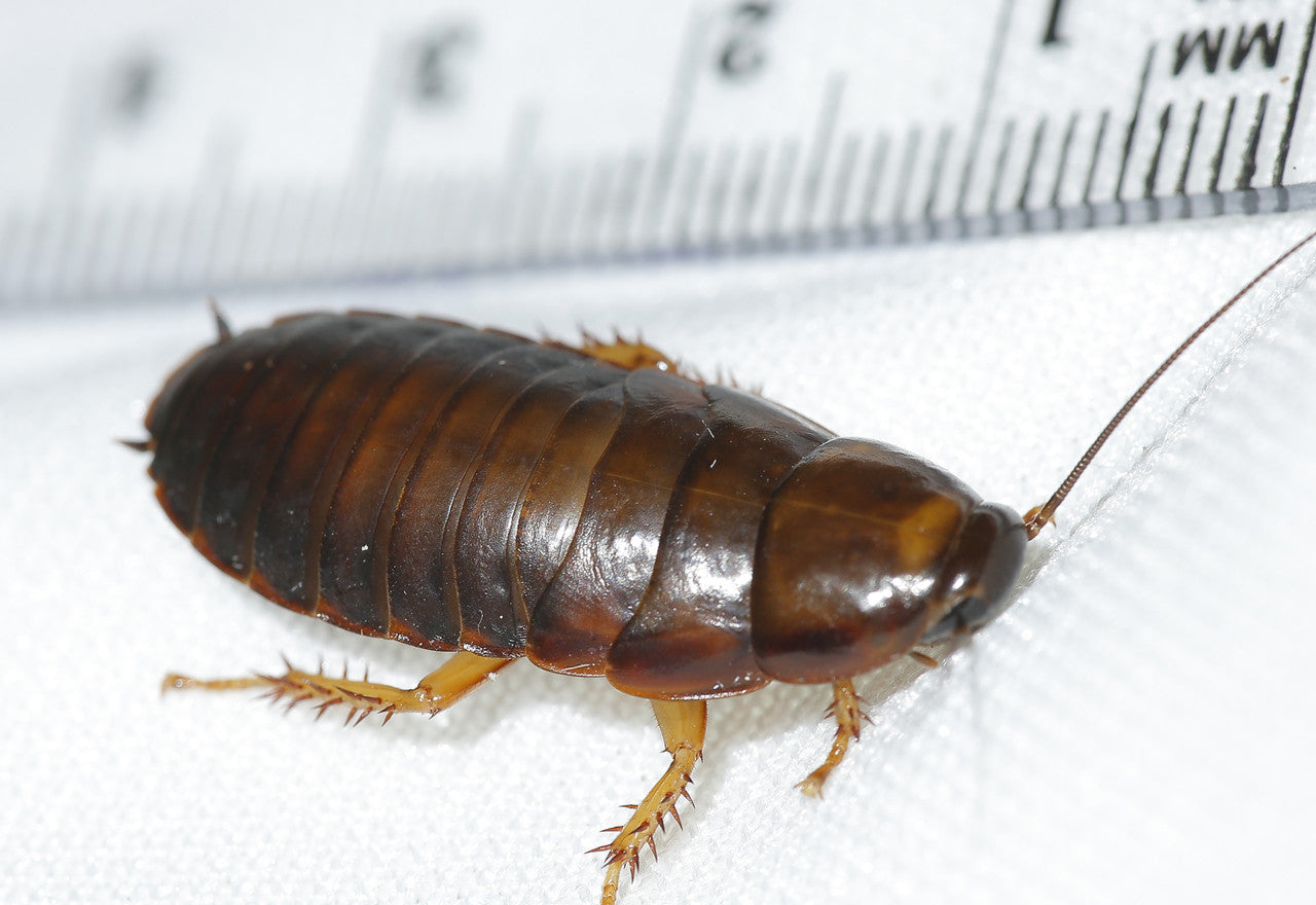 Live Dubia Roach Med
