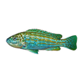 Pearl of Likoma (Labidochromis joanjohnsonae), side profile facing right