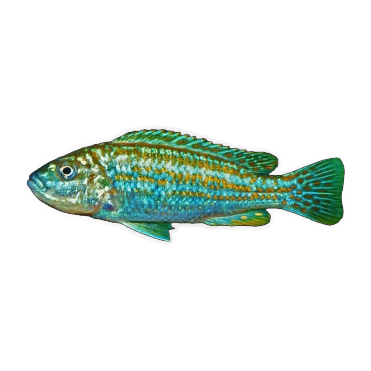 Pearl of Likoma (Labidochromis joanjohnsonae), side profile facing right