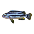 Bluegray Mbuna (Melanochromis johannii), side profile facing right