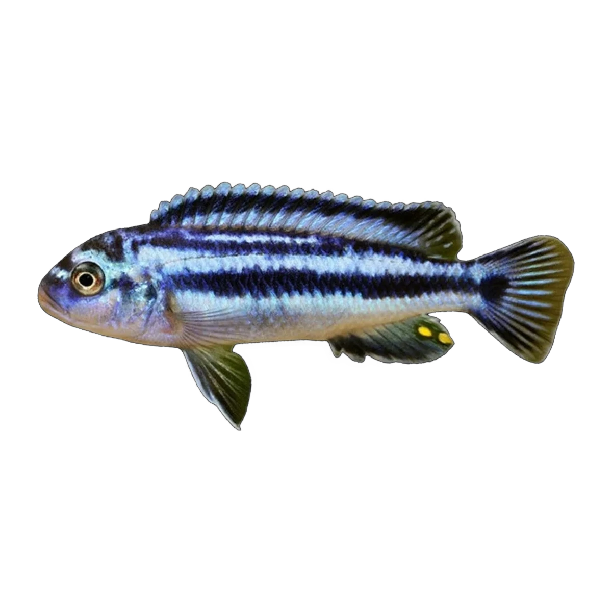 Bluegray Mbuna (Melanochromis johannii), side profile facing right