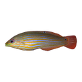 Melanurus Wrasse | Halichoeres melanurus