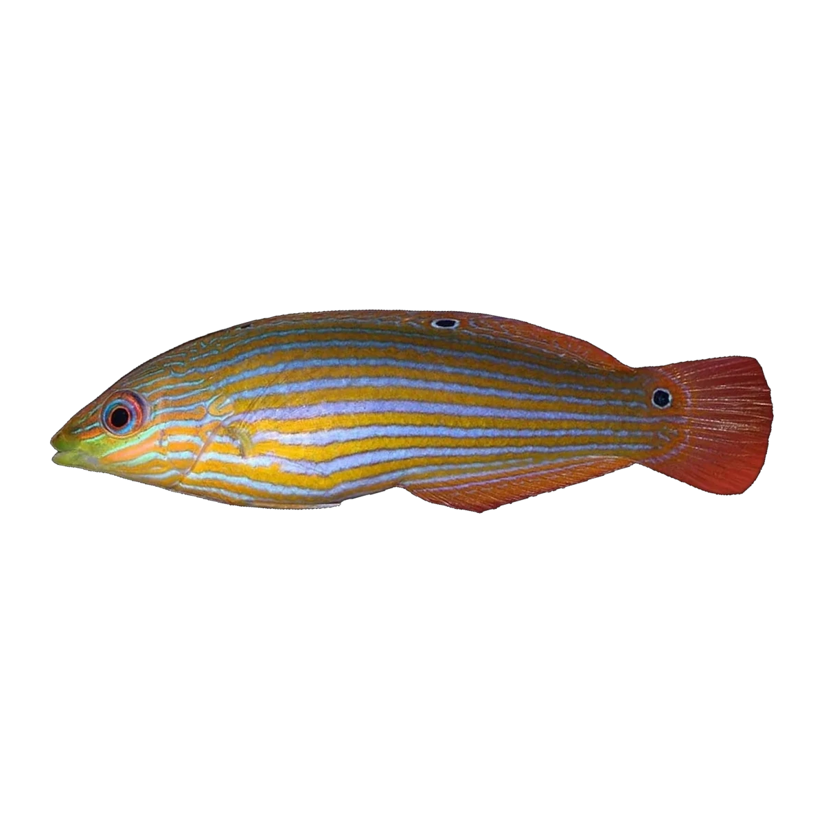 Melanurus Wrasse | Halichoeres melanurus