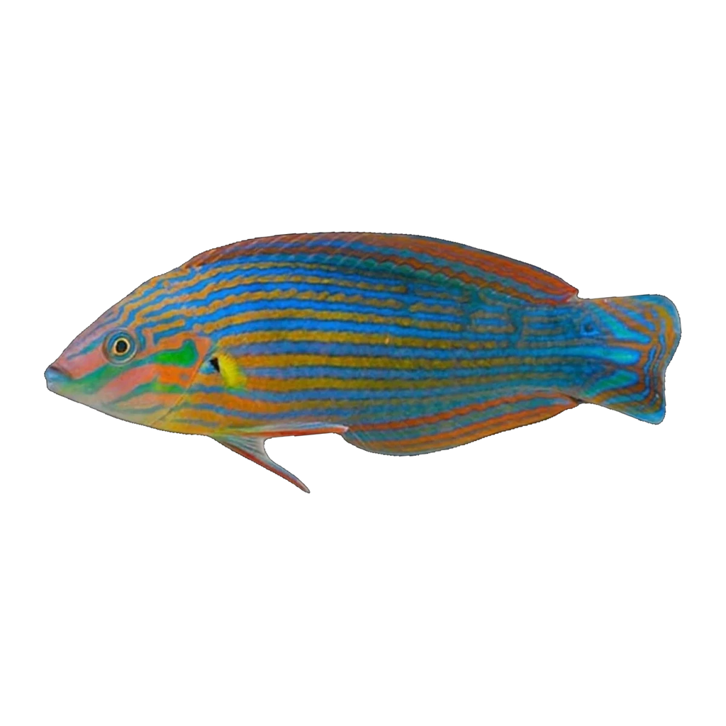 Melanurus Wrasse | Halichoeres melanurus
