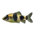 Melon Barb