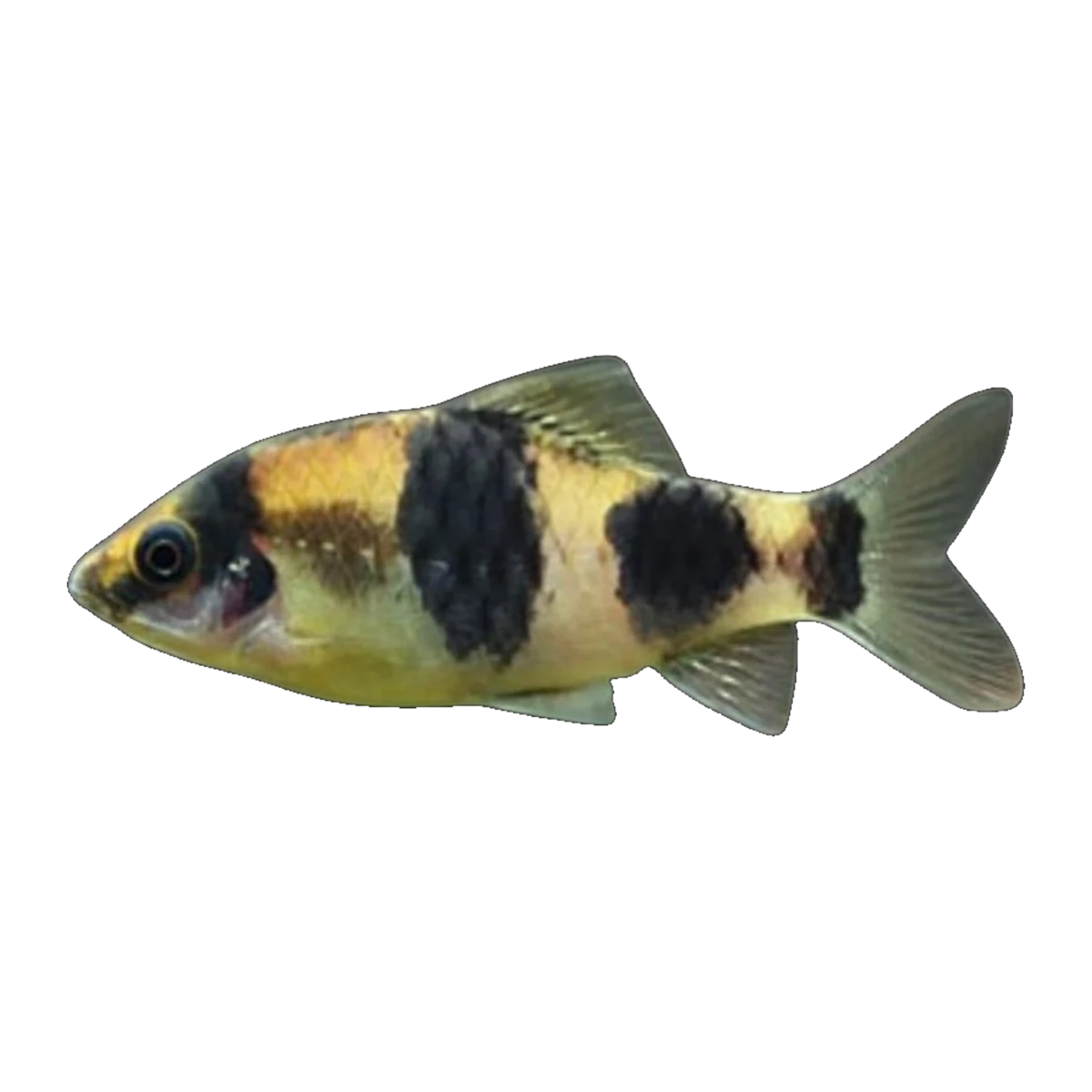 Melon Barb