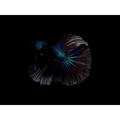 Metallic Blue Samurai Halfmoon Male