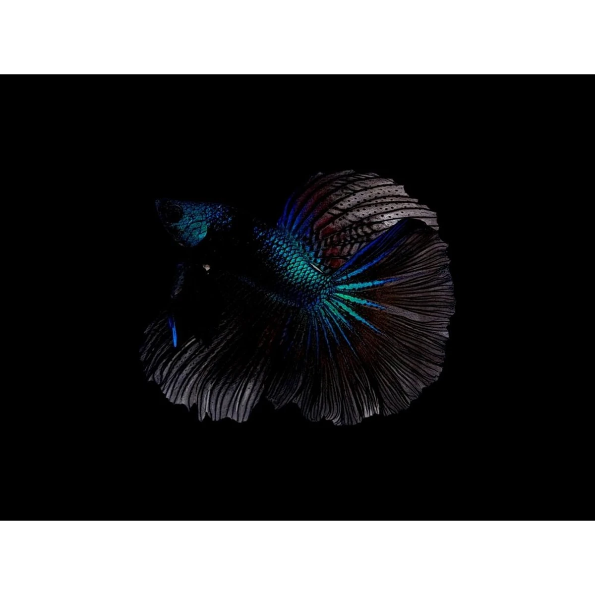 Metallic Blue Samurai Halfmoon Male