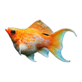 Metallic Gold Balloon Lyretail Molly (Poecilia sphenops), side profile facing right