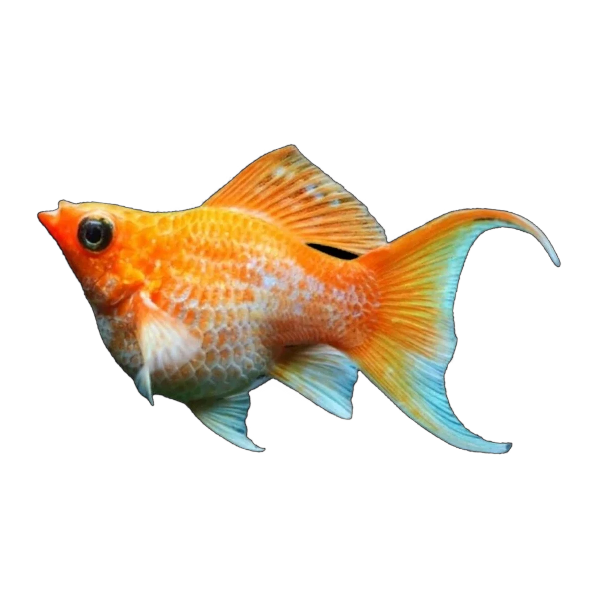 Metallic Gold Balloon Lyretail Molly (Poecilia sphenops), side profile facing right