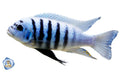 Maison Reef Zebra Mbuna