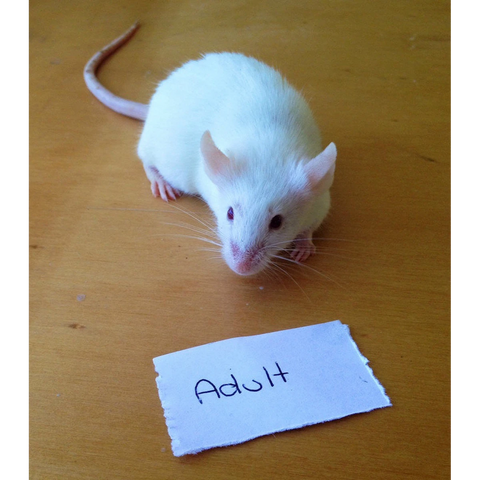 Frozen Mice Adult